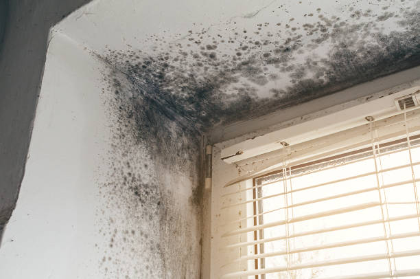 Affordable Attic Mold Remediation solutions in Wilmington, NC