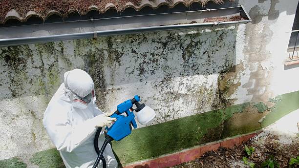 Top rated local Attic Mold Remediation specialists in Wilmington, NC
